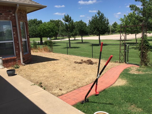 The yard before the dig, dead grass inside a curved brick border with tools leaning on the walk