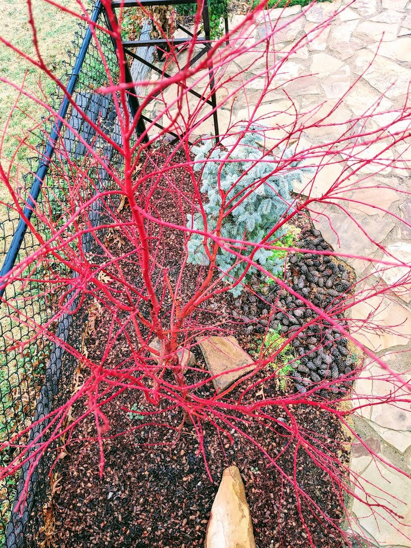 Coral bark maple with bright red branches planted in a mulch bed with evergreen shrubs
