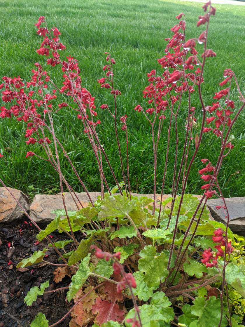 Red coral bells blooming in a stone-edged landscape bed