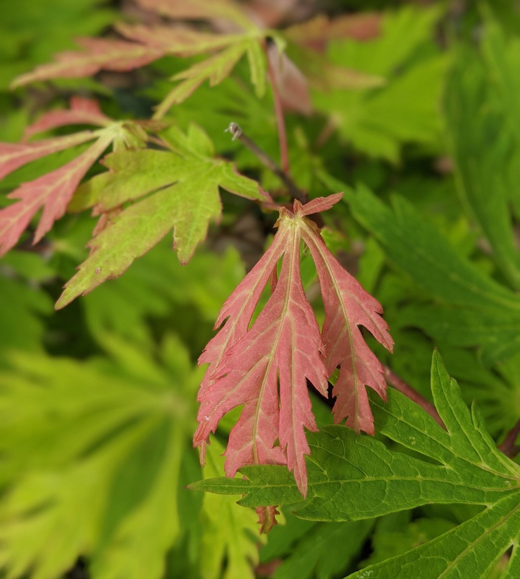 Close-up of new pink and green leaves on a Japanese maple