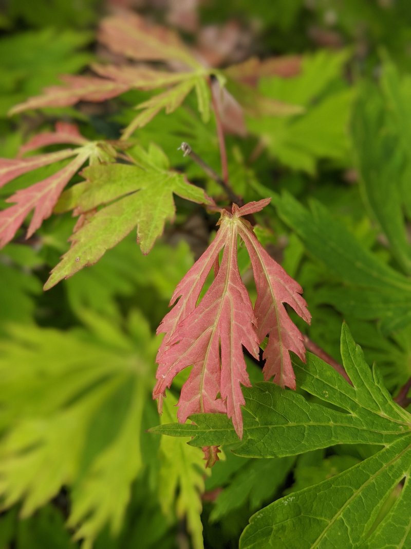 Close-up of new pink and green leaves on a Japanese maple