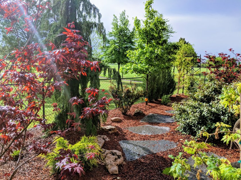 Red mulch garden beds with flagstone stepping stones, Japanese maples and evergreens along a backyard fence