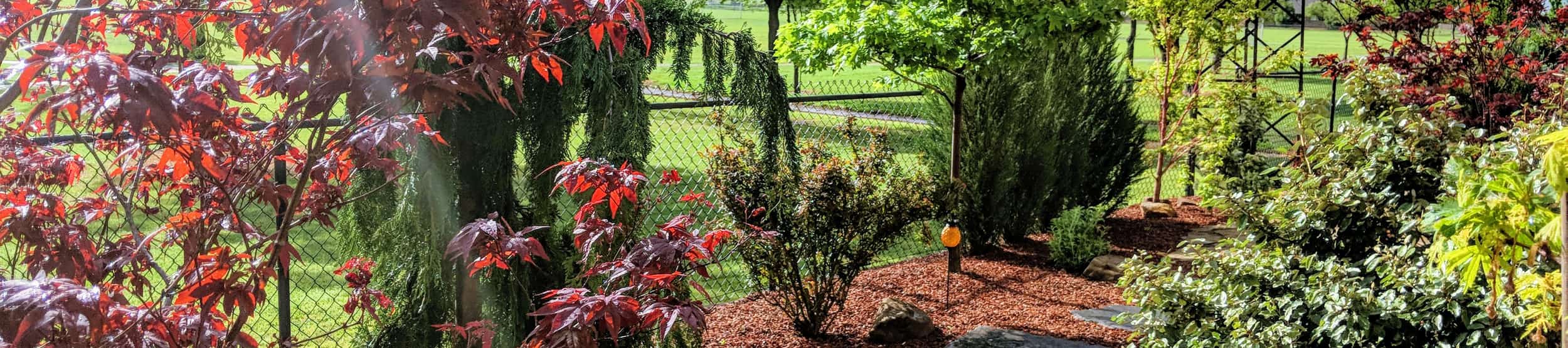 Mulched garden beds with stepping stones, Japanese maples and evergreens along a backyard fence