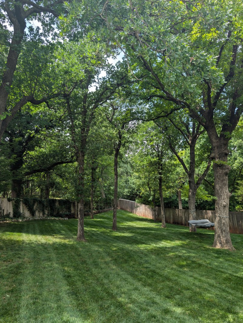 Oak trees trimmed up off a backyard lawn beside a wooden privacy fence