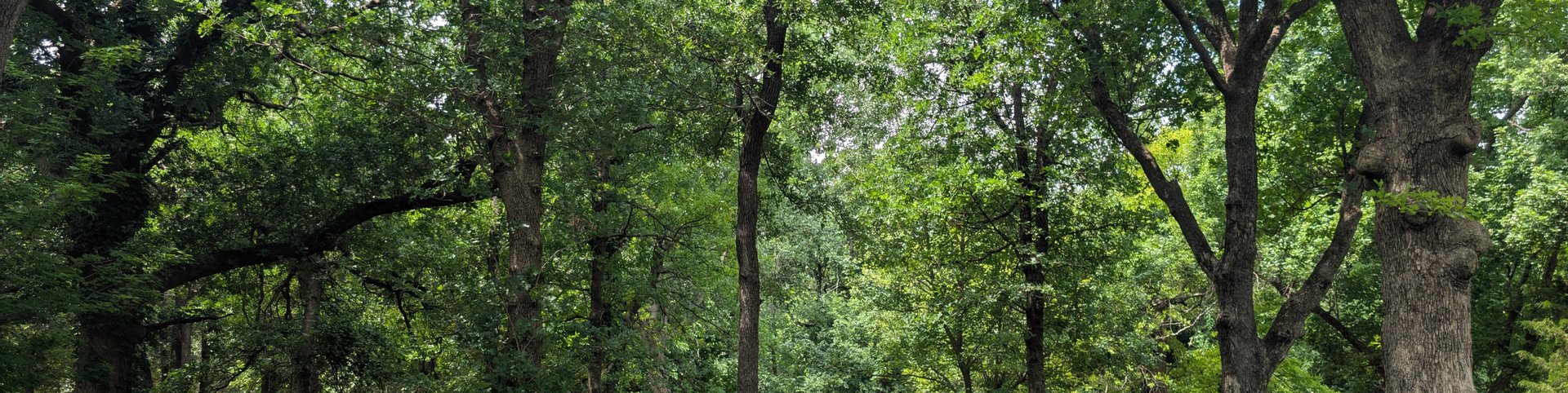 Trimmed oak trees shading a freshly striped backyard lawn
