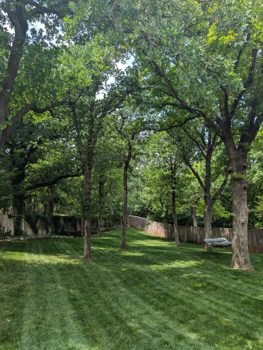 Oak trees trimmed up over a freshly striped backyard lawn beside a wooden privacy fence