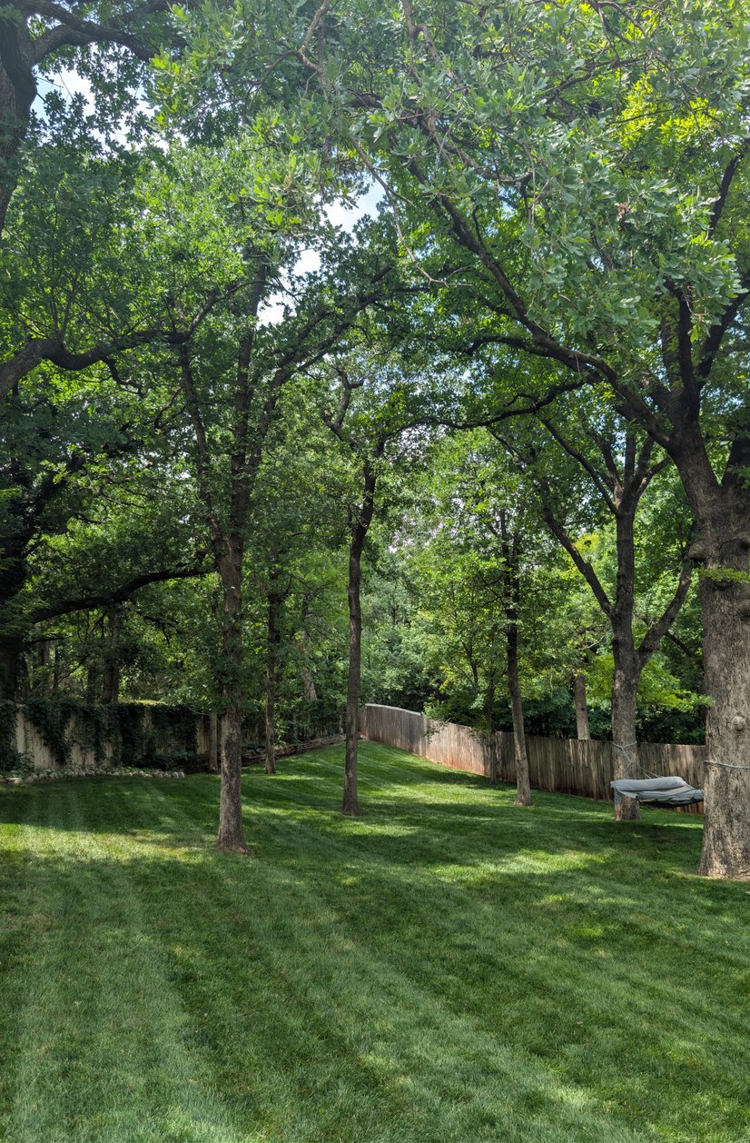 Oak trees trimmed up over a freshly striped backyard lawn beside a wooden privacy fence
